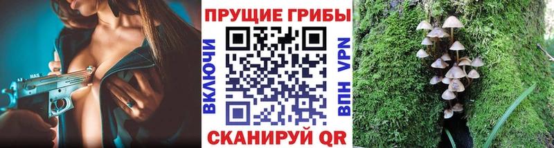 Псилоцибиновые грибы Psilocybe  Майский 